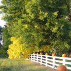 Fall in Washington State