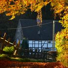 "Fall" into Love -- Autumn near Hattingen