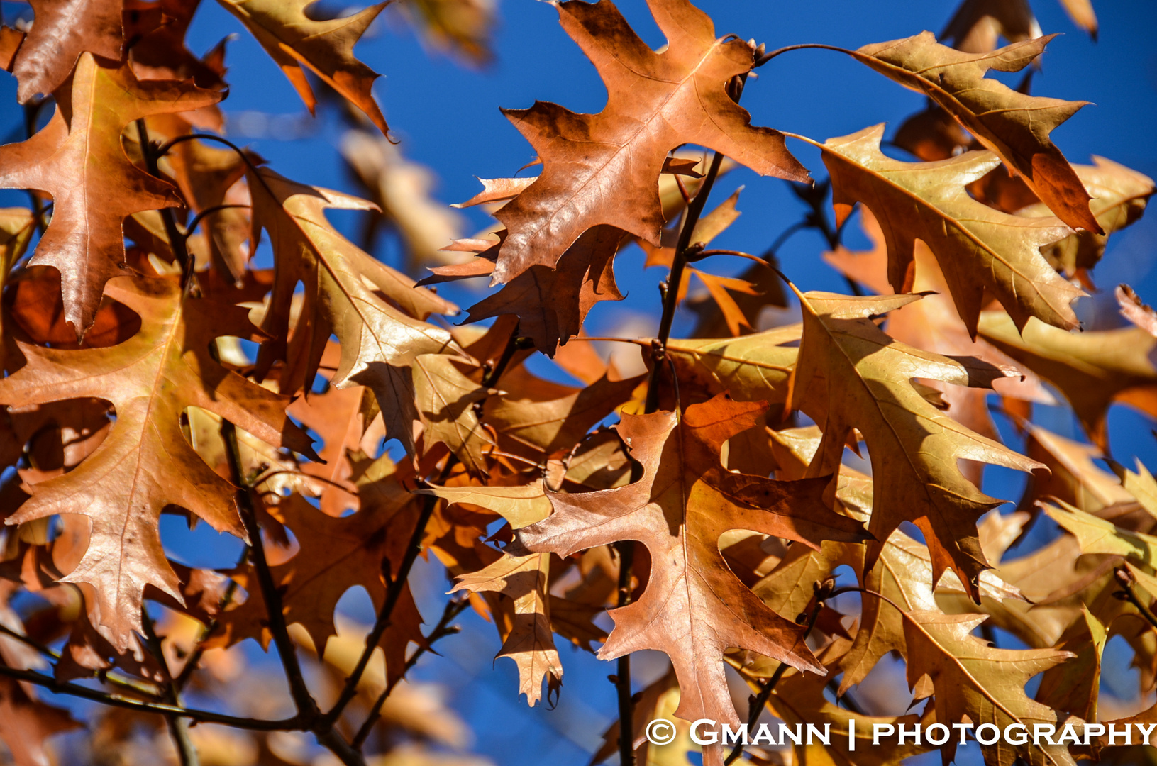 Fall is all around !