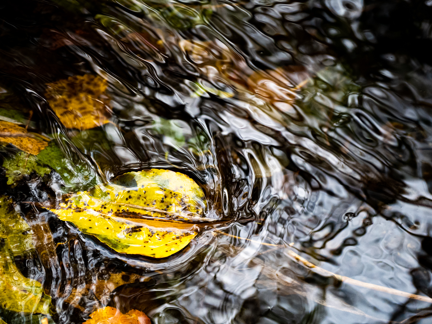 Fall is fading