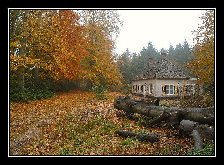 Fall, Landgoed Hondsdonk, 2003 # 8