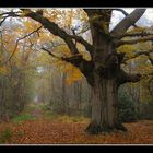 Fall, Landgoed Hondsdonk, 2003 # 9