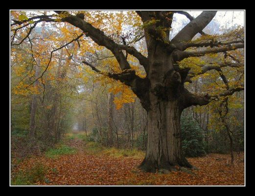 Fall, Landgoed Hondsdonk, 2003 # 9