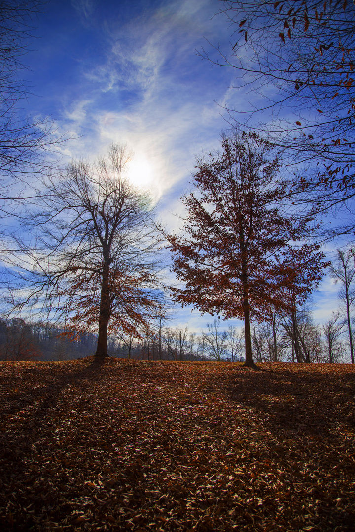 Fall landscape