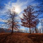 Fall landscape