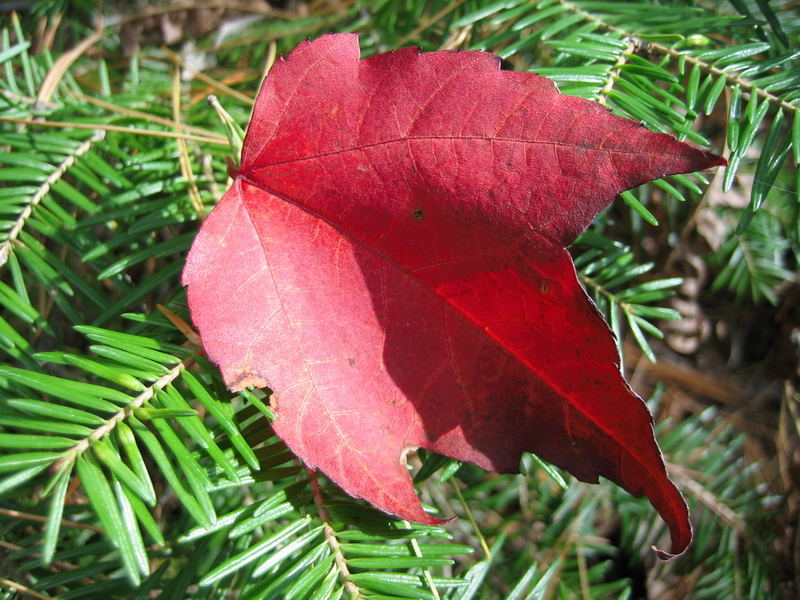 Fall Leaf