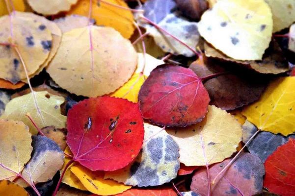 Fall leaves in Colorado