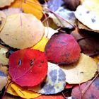 Fall leaves in Colorado