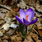 Fall Leaves & Spring Flowers