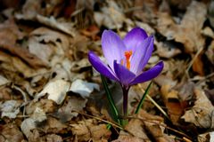 Fall Leaves & Spring Flowers