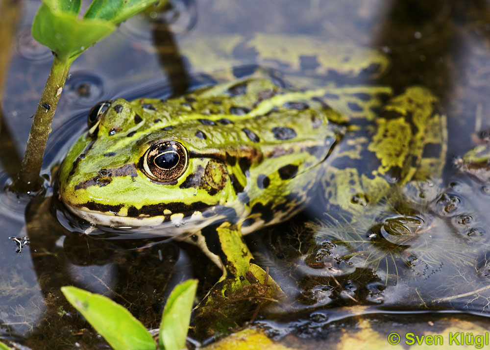 Fall mir bloss nicht in den Teich ...