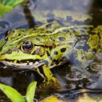 Fall mir bloss nicht in den Teich ...