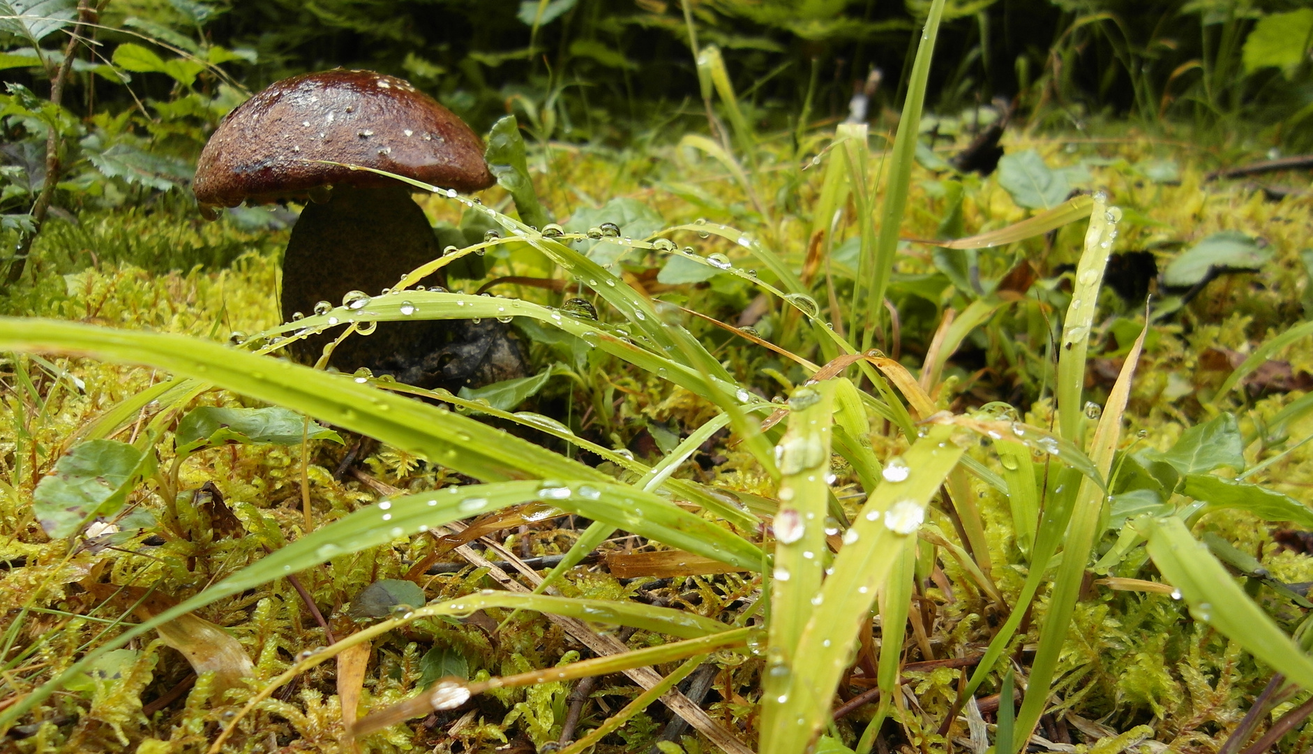 Fall Mushroom