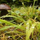 Fall Mushroom