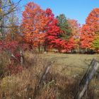 Fall Near My Home