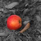 Fall - Obst