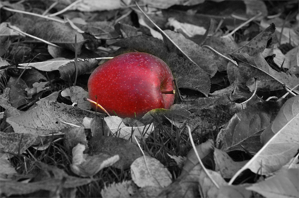 Fall - Obst