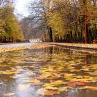 Fall & Rainy forest