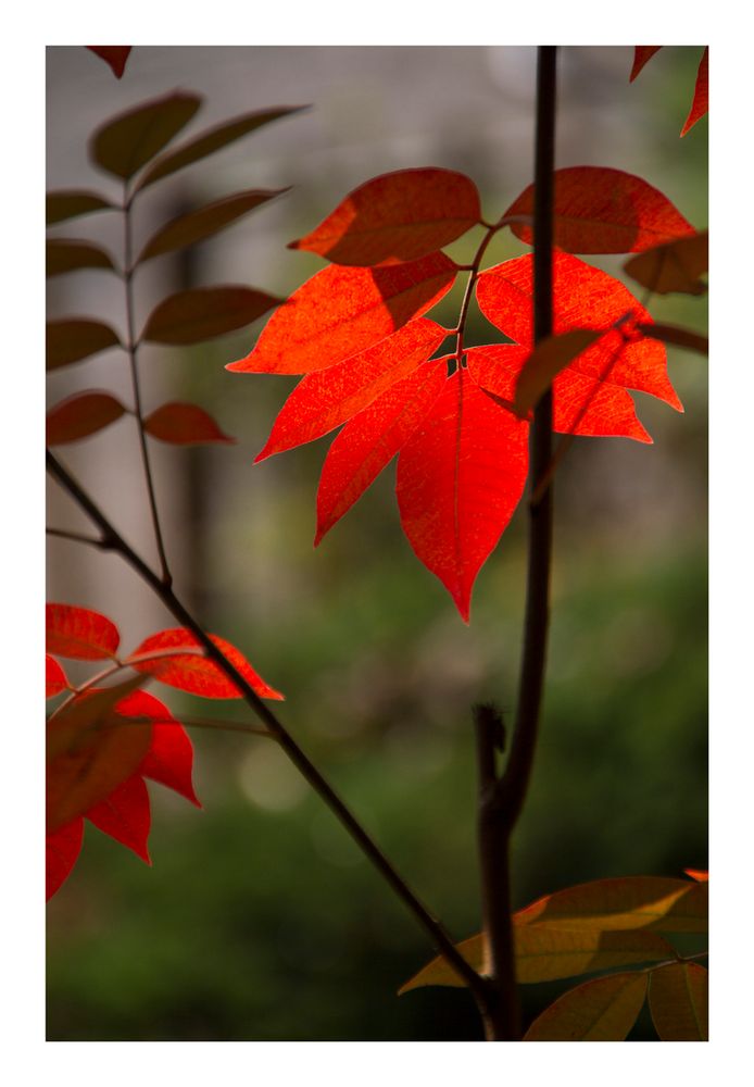 Fall Red