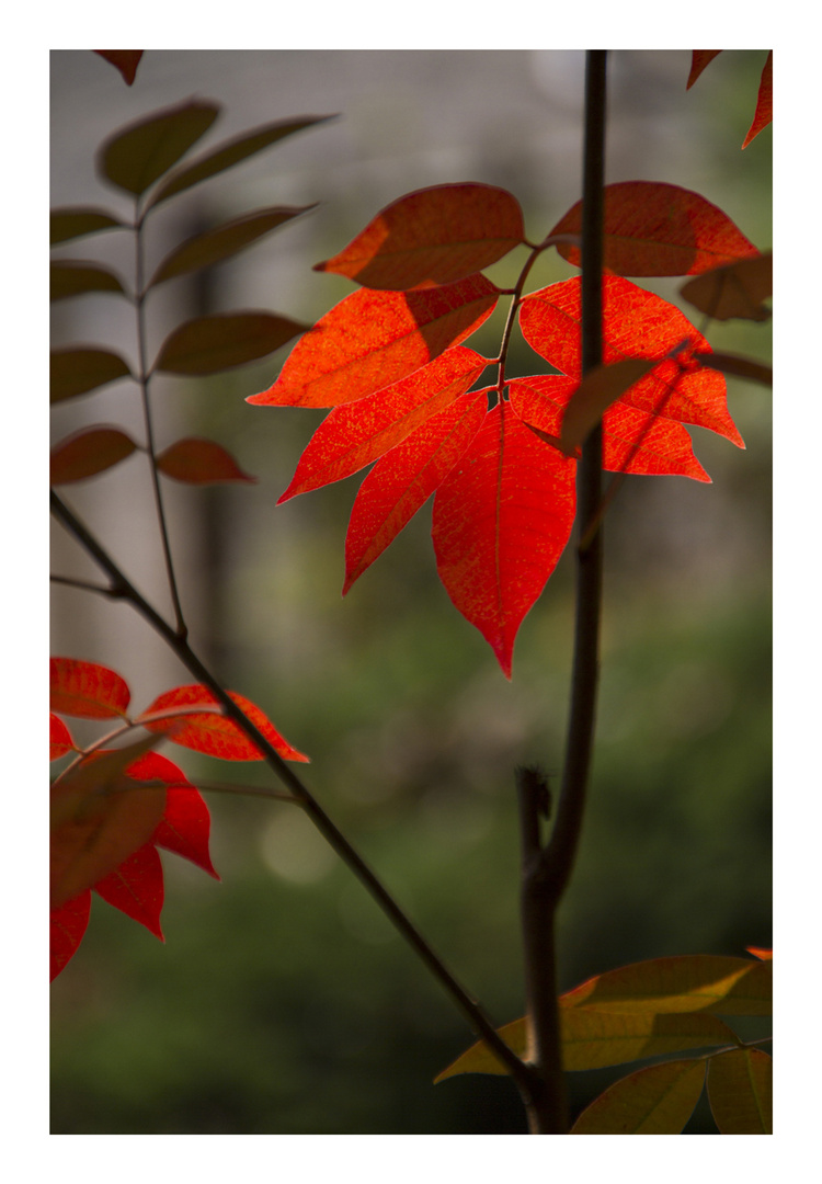 Fall Red