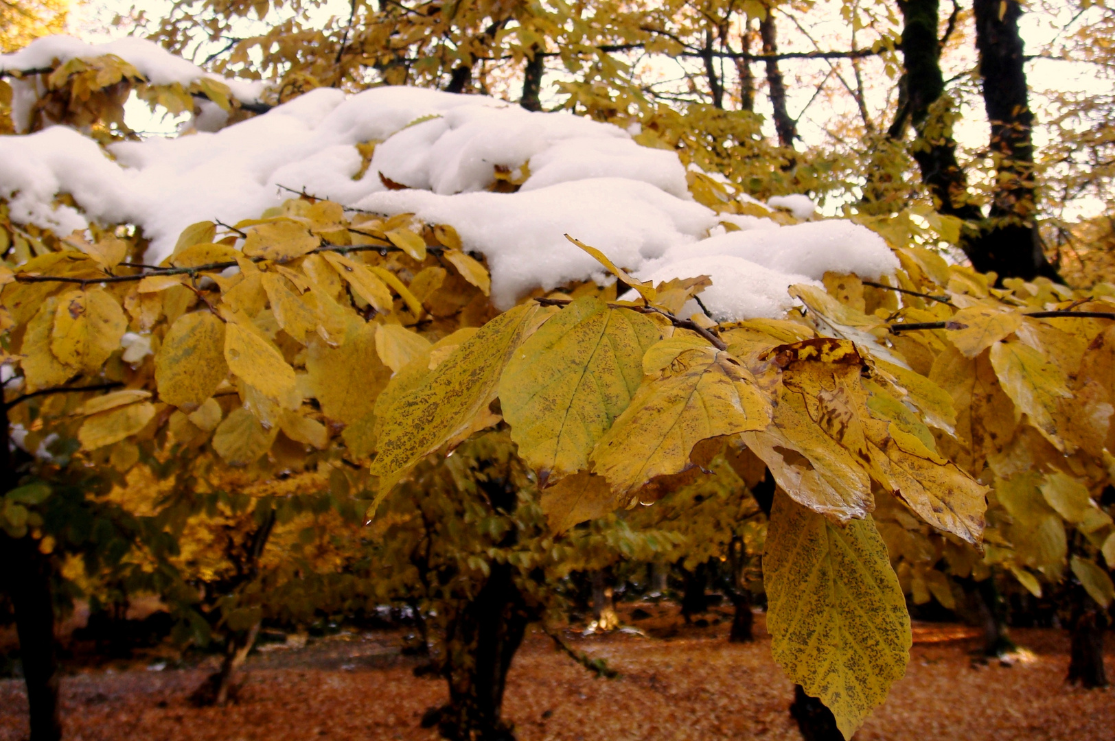 Fall & Snow