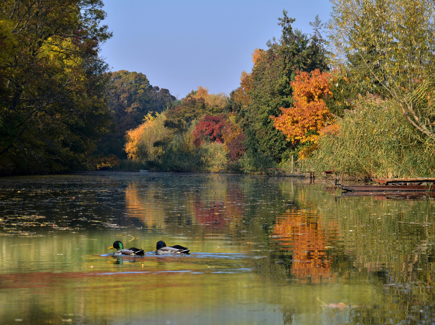 FALL STILL-LIFE (2)