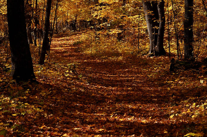 Fall Trail.