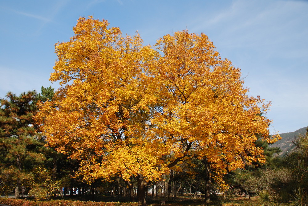 Fall tree