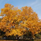 Fall tree