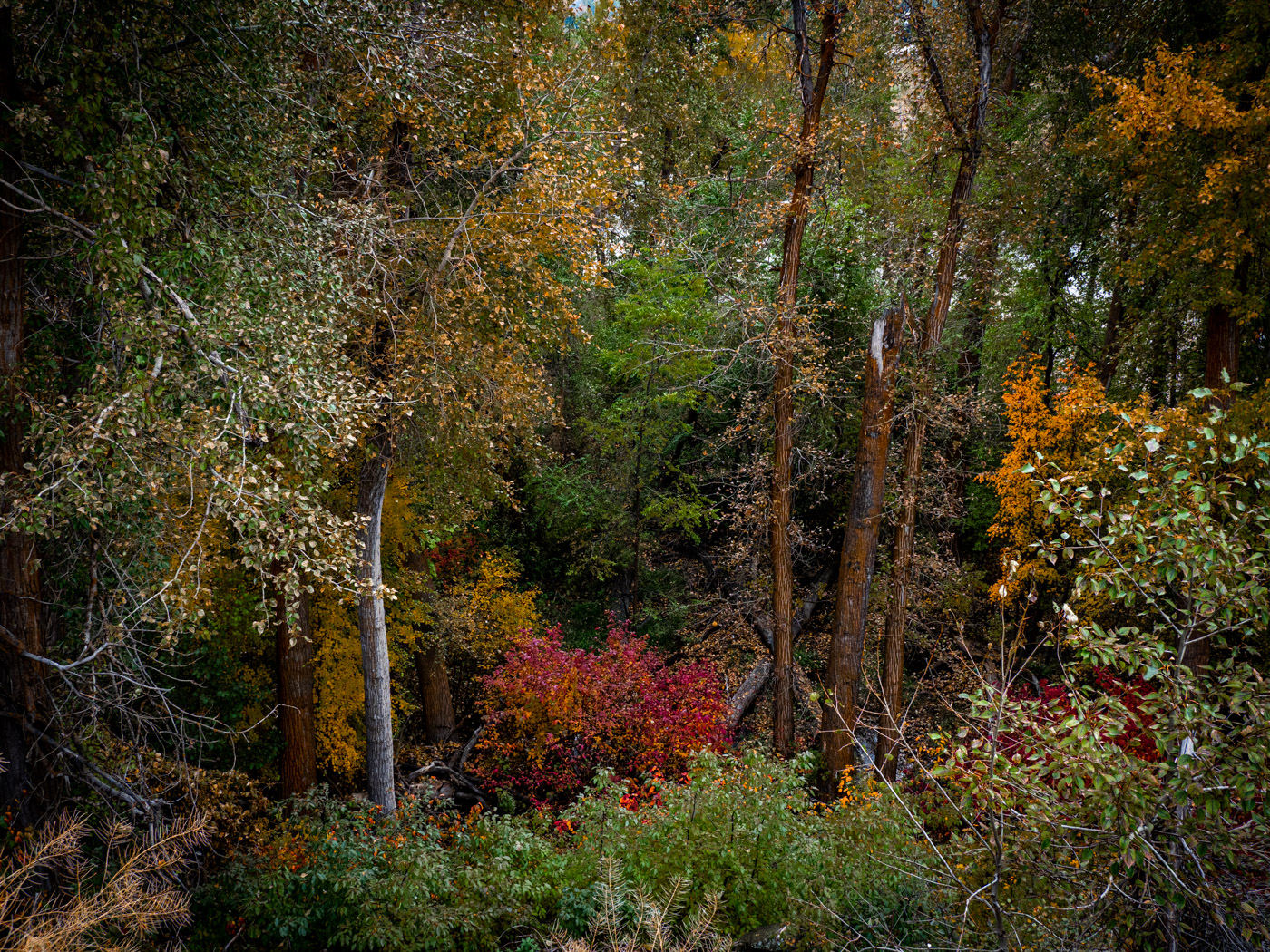 Fall Trees