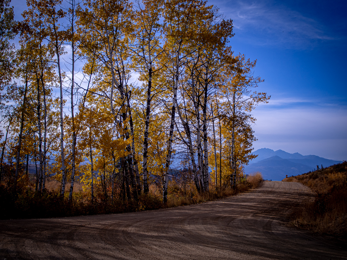 Fall trees and mountain road