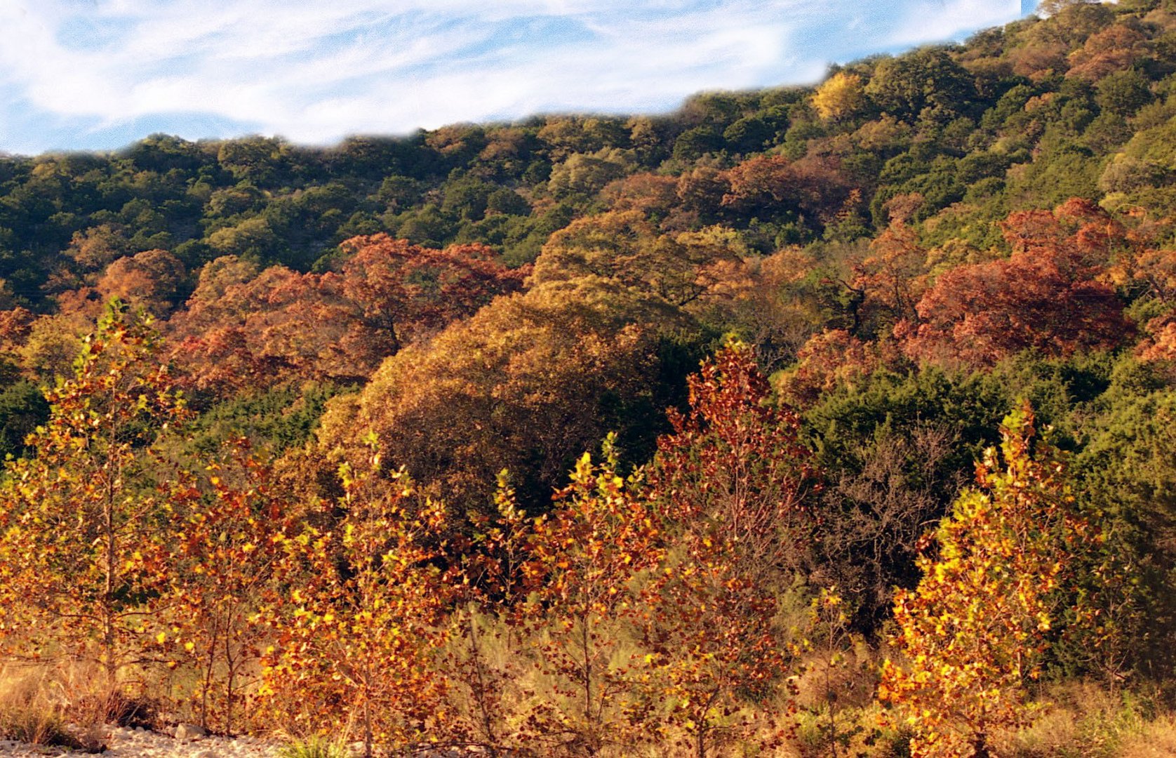 Fall Trees In Lost Maples Texas