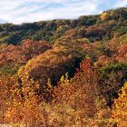 Fall Trees In Lost Maples Texas