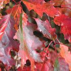 Fall Upper Wisconsin 2010