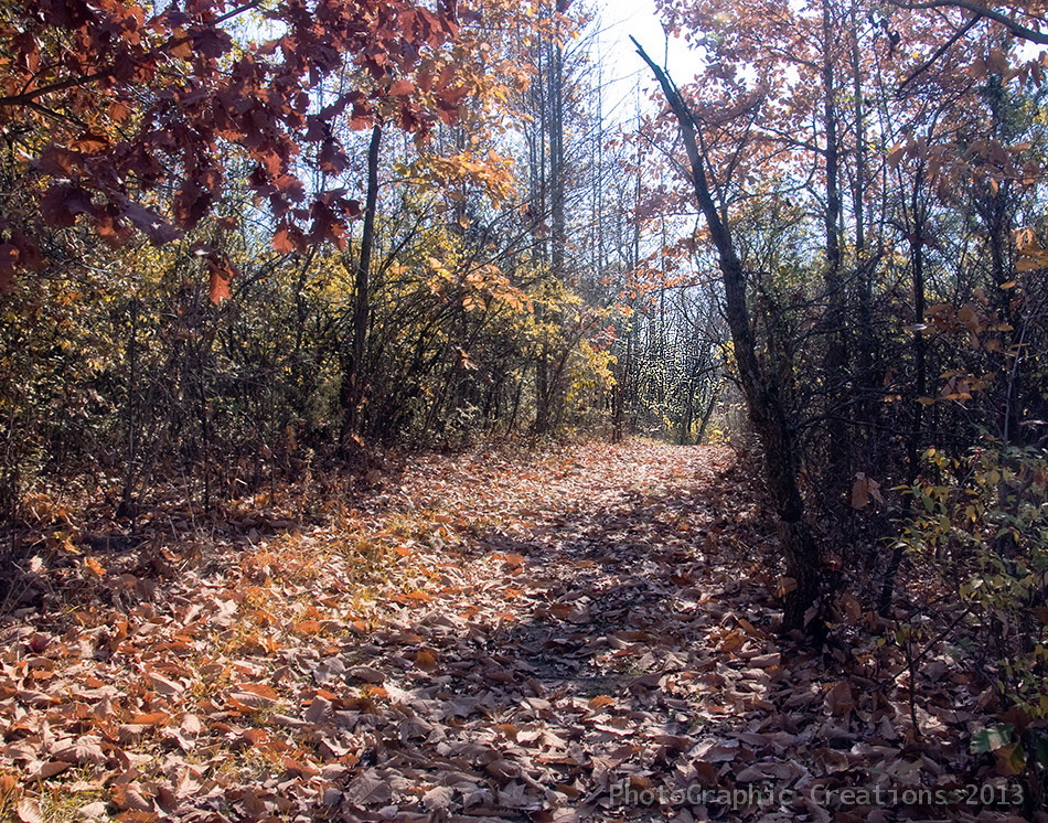 Fall walk path