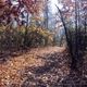 Fall walk path