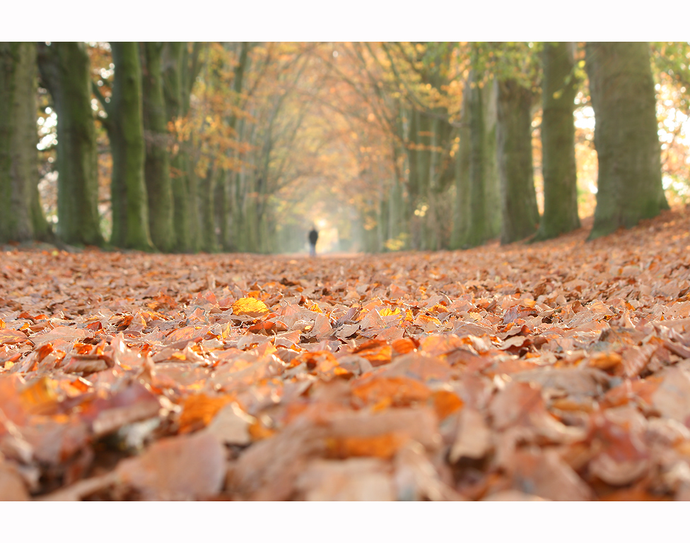  fallen Foto & Bild jahreszeiten, herbst, naturfotografie Bilder