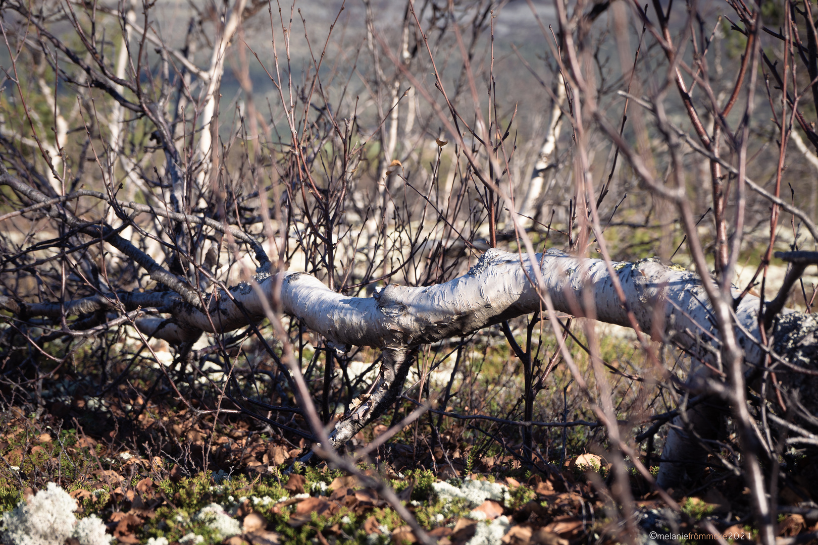 Fallen Birch Tree