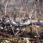 Fallen Birch Tree