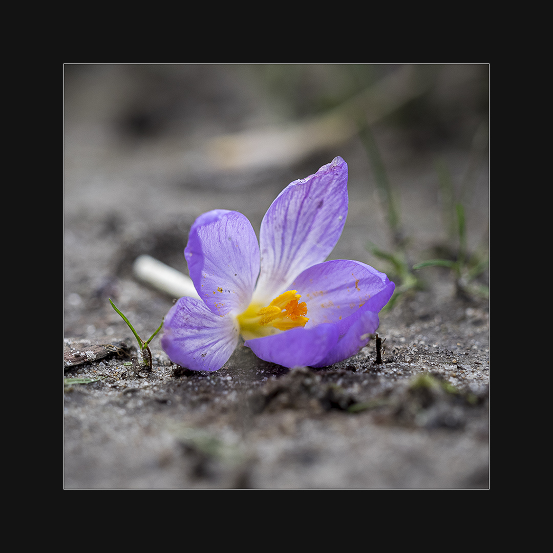 fallen crocus