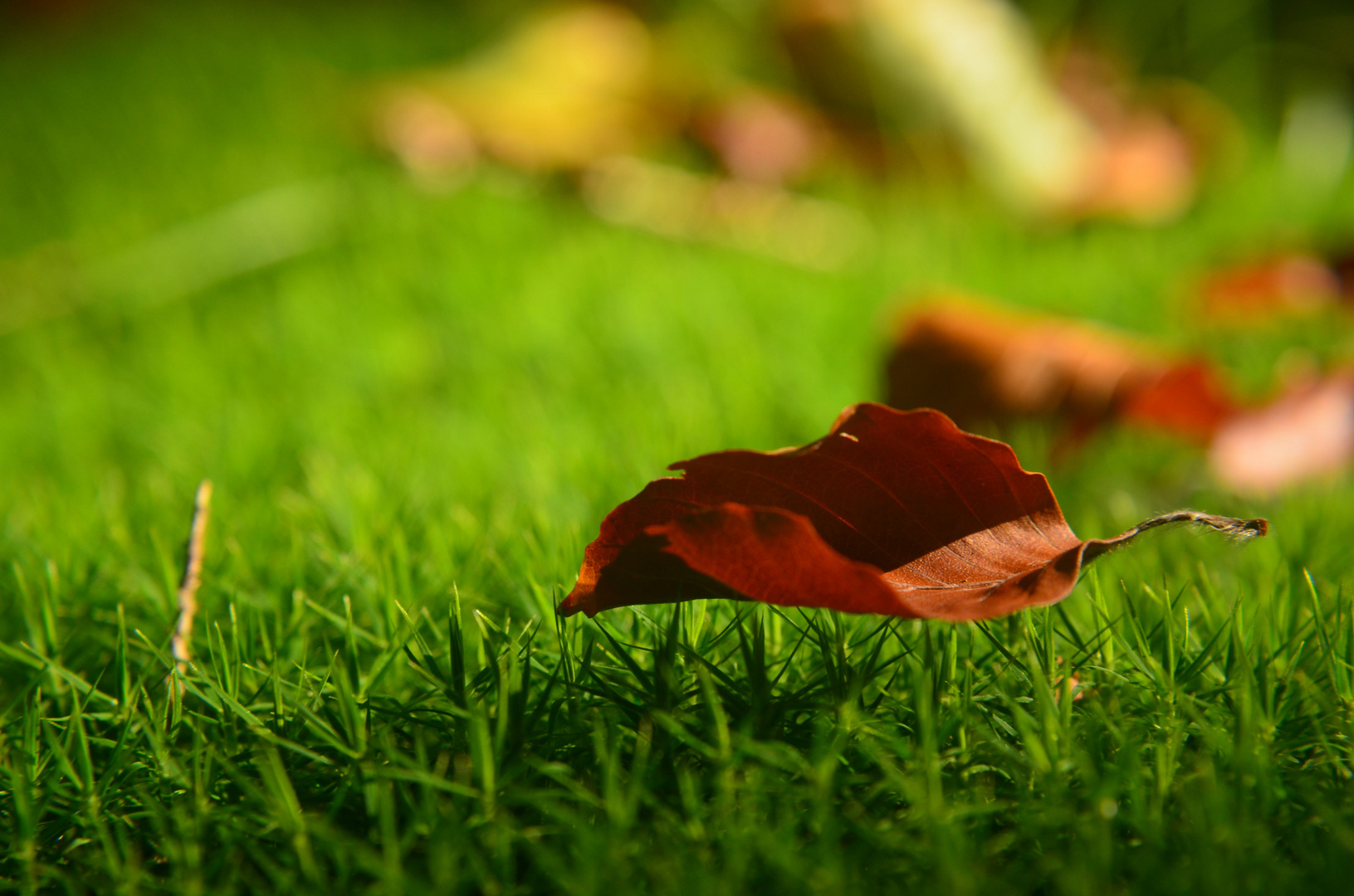 Fallen Fagus -- Fallen beech leave