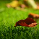 Fallen Fagus -- Fallen beech leave