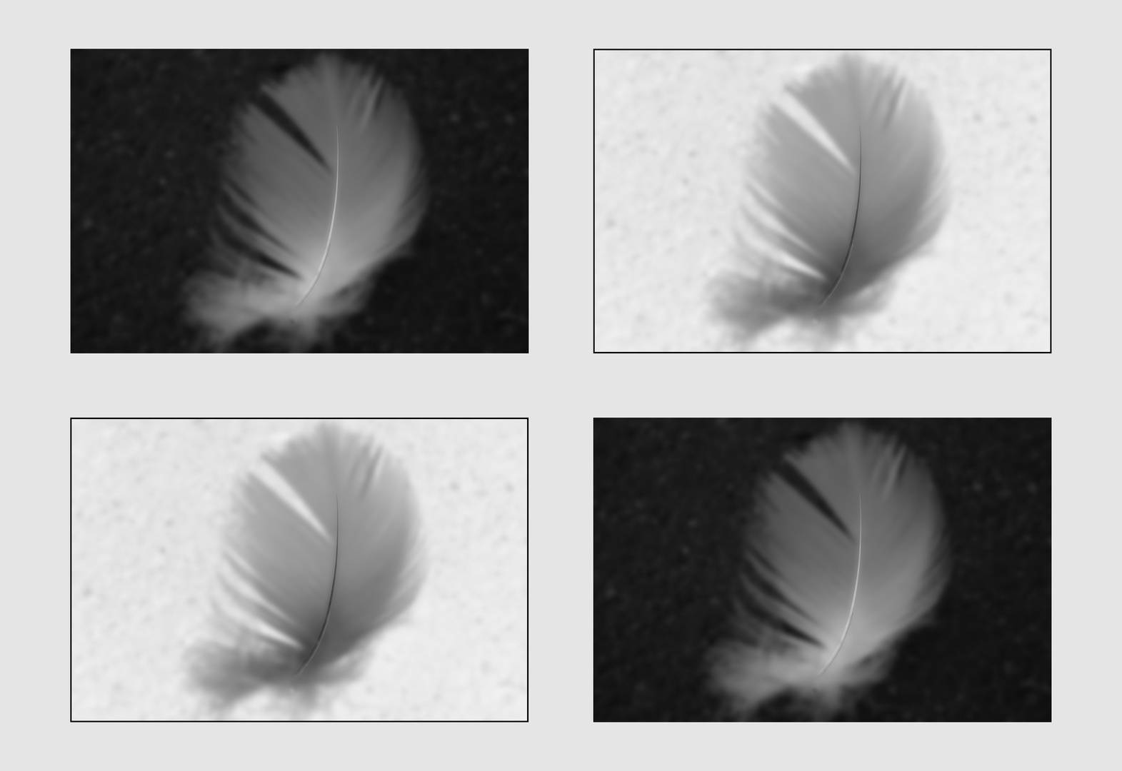 fallen feather
