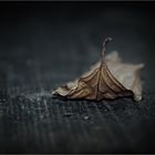 "fallen leaf"