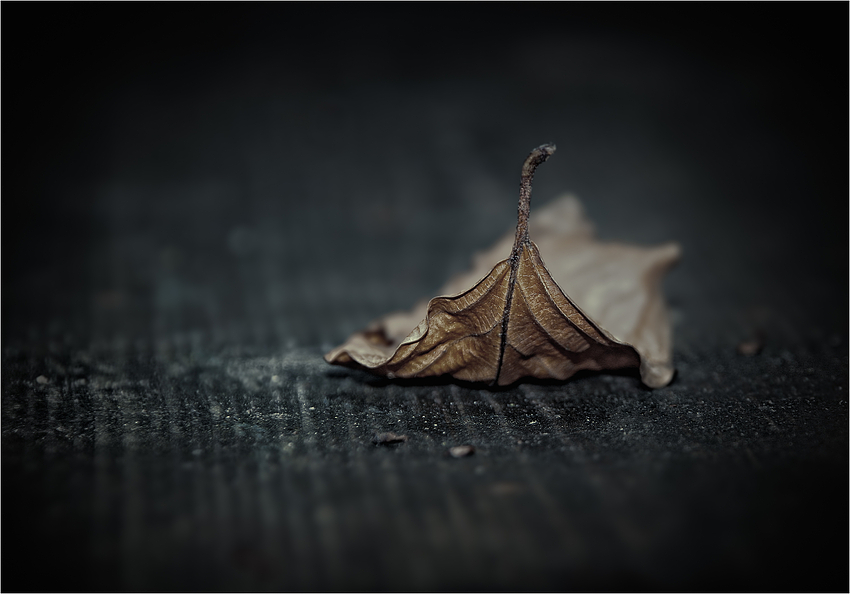 "fallen leaf"