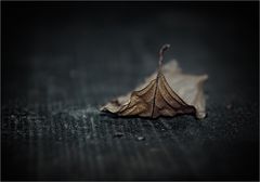 "fallen leaf"