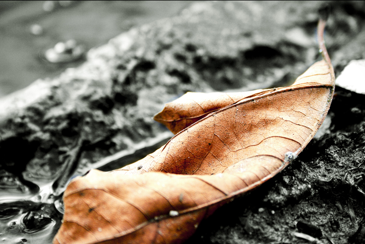 Fallen Leaf