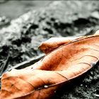 Fallen Leaf