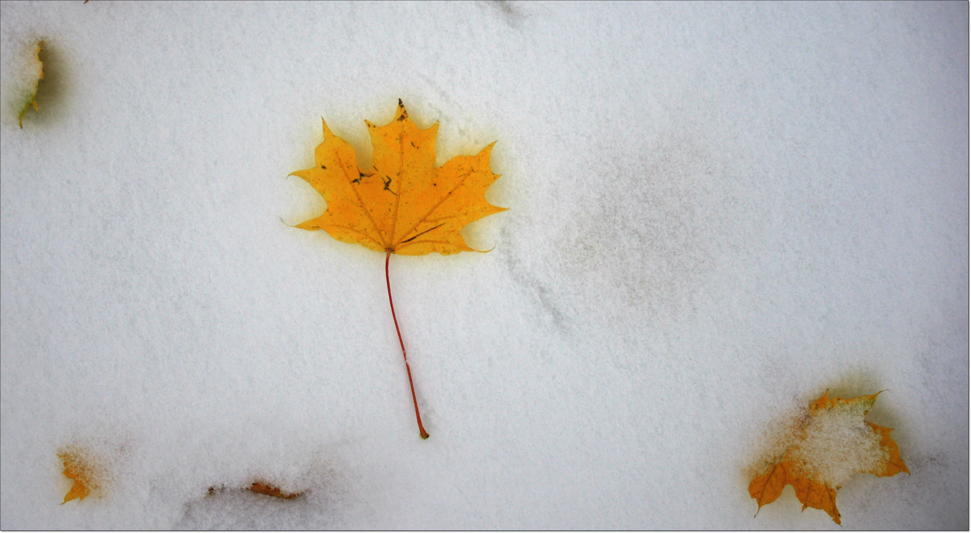 Fallen Leaf