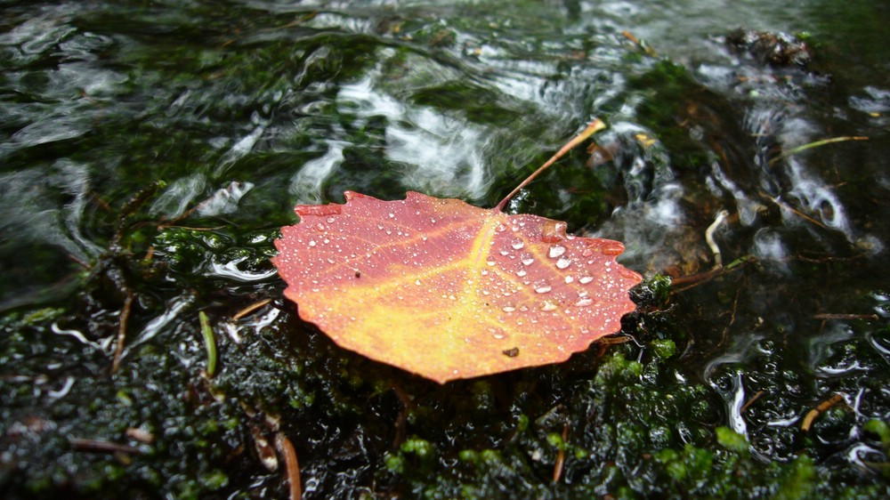 fallen leaf